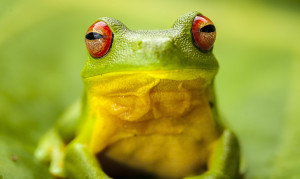 Join our 2017 photo tour to Lamington National Park, Queensland